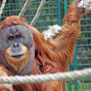 Pressemitteilung: Solidarität mit den fünf Orang-Utans im Dresdner Zoo
