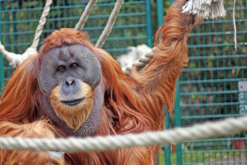 Pressemitteilung: Solidarität mit den fünf Orang-Utans im Dresdner Zoo